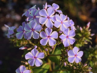 Floks (Phlox) - Płomyk wiechowaty - All In One - GIGA paczka! - 50 szt.