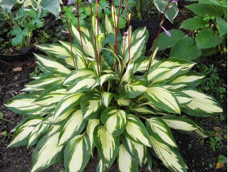 Funkia - Hosta Cherry Berry - duża paczka! - 10 szt.