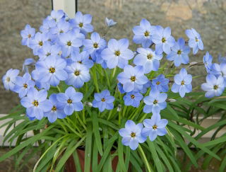 Ipheion - Ifejon - Rolf Fiedler - duża paczka! - 100 szt.