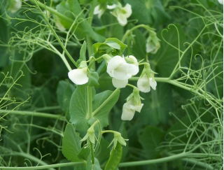 Groch siewny Batuta - 1 kg