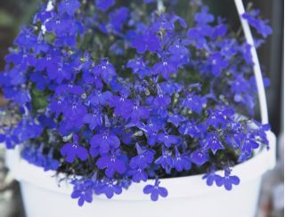 Lobelia zwisła szafirowoniebieska