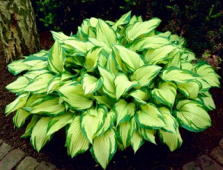Funkia - Hosta Albopicta - duża paczka! - 10 szt.