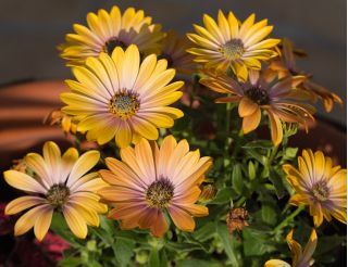 Osteospermum - mieszanka