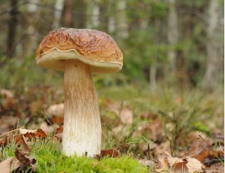 Zestaw grzybów pod drzewa liściaste + kania - 7 gatunków - grzybnia