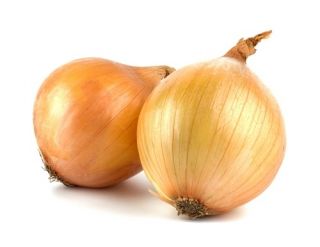 Cebula Wolska - NASIONA ZAPRAWIANE