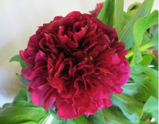 Piwonia, Paeonia - Felix Crouse - sadzonka