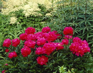 Piwonia, Paeonia - Karl Rosenfield - sadzonka - GIGA paczka! - 50 szt.