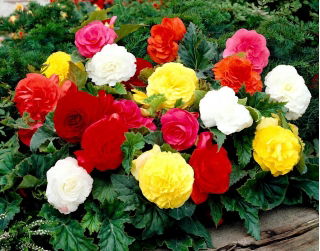 Begonia Non Stop - mix kolorów - GIGA paczka! - 100 szt.