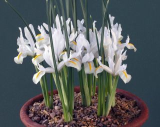 Irys żyłkowany - White - 10 szt.