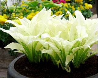 Funkia - Hosta White Feather