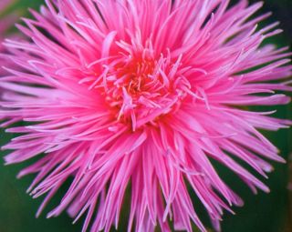 Aster igiełkowy Walkiria - łososiowoczerwony