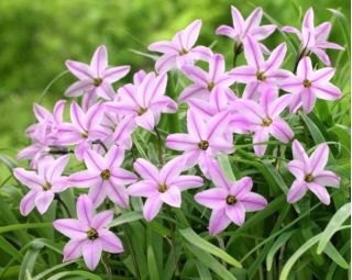 Ipheion - Ifejon - Charlotte Bishop - duża paczka! - 100 szt.