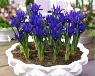 Irys botaniczny - Blue Hill - 10 szt.
