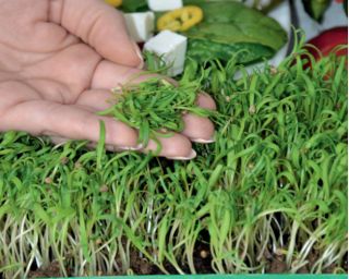 Microgreens - Szpinak - młode listki o unikalnym smaku