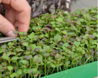 Microgreens - Fit pack - doskonały dodatek do sałatek - zestaw 10 szt. + pojemnik do uprawy