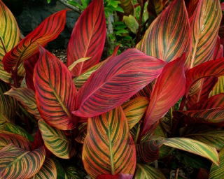 Kanna - Tropicana - GIGA paczka! - 50 szt.