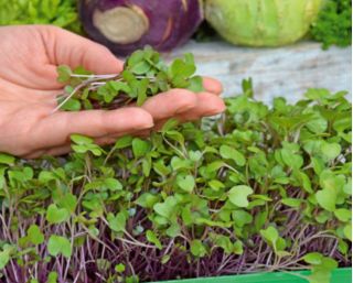 Microgreens - Kalarepa - młode listki o unikalnym smaku