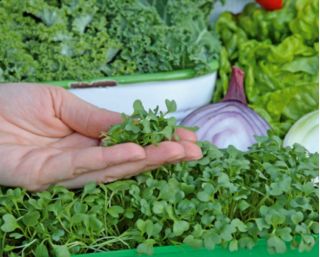 Microgreens - Decorazione - dekoracyjny dodatek do potraw - zestaw 5 szt. + pojemnik do uprawy