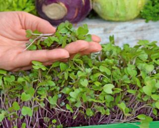 Microgreens - Fit pack - doskonały dodatek do sałatek - zestaw 10 szt. + pojemnik do uprawy