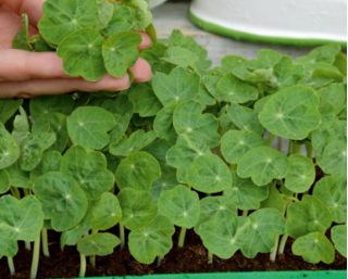 Microgreens - Fit pack - doskonały dodatek do sałatek - zestaw 10 szt. + pojemnik do uprawy