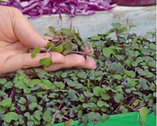 Microgreens - Kapusta głowiasta czerwona - młode listki o unikalnym smaku