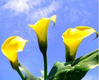 Calla Cream - GIGA paczka! - 50 szt.