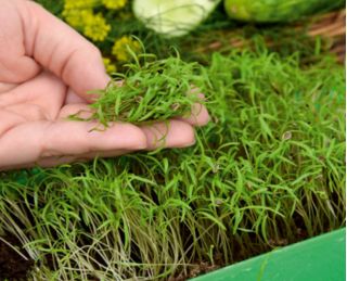 Microgreens - Koper ogrodowy - młode listki o unikalnym smaku