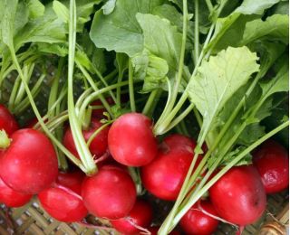 Rzodkiewka Cherry Belle - NASIONA ZAPRAWIANE