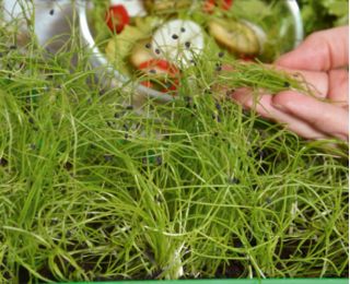 Microgreens - Fit pack - doskonały dodatek do sałatek - zestaw 10 szt. + pojemnik do uprawy