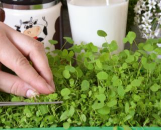 Microgreens - Fit pack - doskonały dodatek do sałatek - zestaw 10 szt. + pojemnik do uprawy