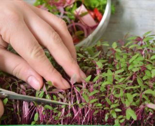 Microgreens - Decorazione - dekoracyjny dodatek do potraw - zestaw 5 szt. + pojemnik do uprawy