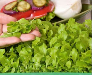 Microgreens - Sałata zielona - młode listki o unikalnym smaku