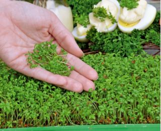 Microgreens - Fit pack - doskonały dodatek do sałatek - zestaw 10 szt. + pojemnik do uprawy