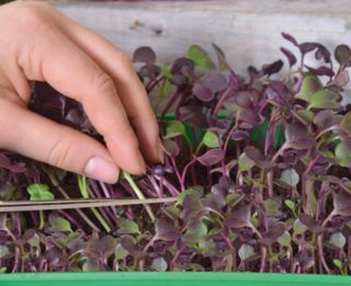 Microgreens - Fit pack - doskonały dodatek do sałatek - zestaw 10 szt. + pojemnik do uprawy