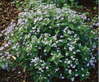 Brunera wielkolistna - Brunnera Macrophylla - GIGA paczka! - 50 szt.