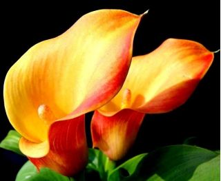 Calla pomarańczowa - Orange