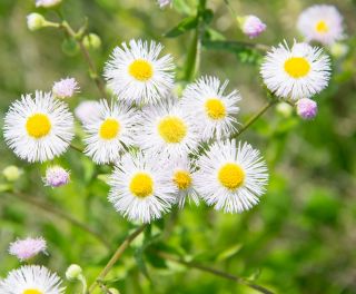 Aster tongolski