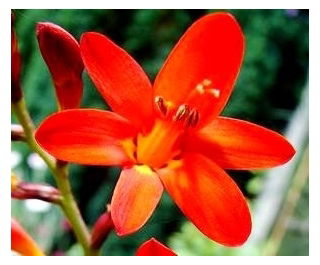 Krokosmia - mix kolorów - 10 szt. - GIGA paczka! - 500 szt.