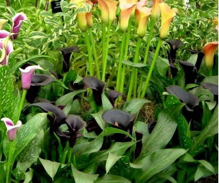 Calla Schwarzwalder - GIGA paczka! - 50 szt.