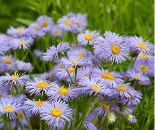 Aster tongolski
