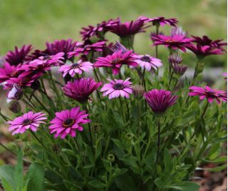 Osteospermum - mieszanka