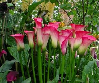 Calla różowa - Pink