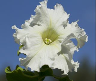 Petunia o kwiatach strzępiastych - biała