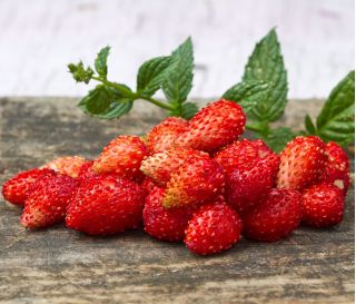 Poziomka Supreme - o dużych owocach, łatwa w uprawie!