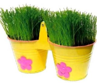 Trawa dekoracyjna - Funny Grass w - zielone