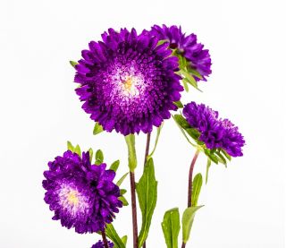 Aster pomponowy - fioletowy