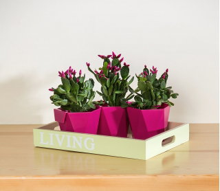 Modułowa osłonka na zioła Heca - 10,5 cm - fuksja