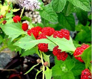 Komosa rózgowa - Strawberry Sticks