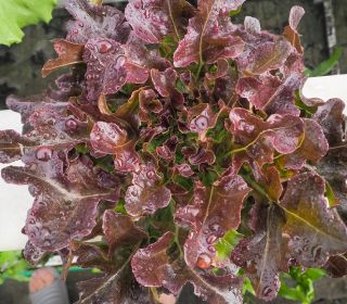 BIO Sałata liściowa Red Salad Bowl - Certyfikowane nasiona ekologiczne