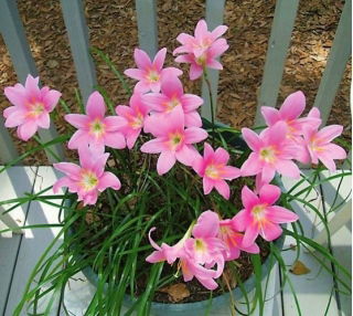 Habranthus robustus - GIGA paczka! - 500 szt.